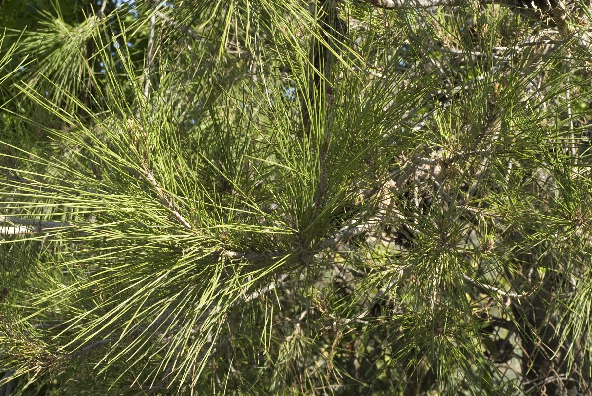 Pinus brutia